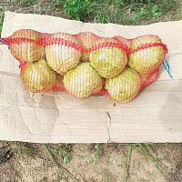 Продается капуста от производителя по цене 0, 30 бел. руб/кг без Ндс партиями до 5 тонн. Только