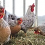 Продаются курочки несушки и петушки. Все подробности по возрасту и породам, можно уточнить по те