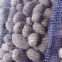 Самая вкусная картошечка от производителя из Беларуси. Сорт Вега (желтая внутри и снаружи). Ра