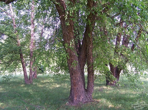 Берёза