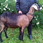 Продаём англо-нубийских 93, 75% козочку и козлика. Родились 14.05.2022. Проколоты витаминами и