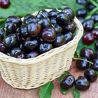 ВИШНЯ ЧЕРНАЯ КРУПНАЯ 