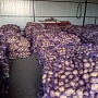 Оптовая продажа картофеля продовольственного сорт Гала калибр 5+, хорошего качества без поврежде