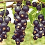 Продаём саженцы смородины разных сортов: чёрной, красной, розовой, белой для механизированного и