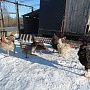 Яйцо инкубационное от домашних кур-несушек породы: Чешский Доминант, Хайсекс(браун), мешанка Дом