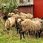 Продам свежее мясо баранины с собственного подворья. Бараны 40-50 кг, возраст от семи месяцев до