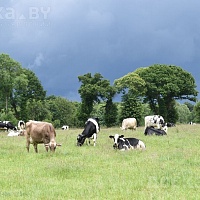 Покупаем у населения крупно рогатый скот любой живым и убойным весом по РБ производим дорез в лю