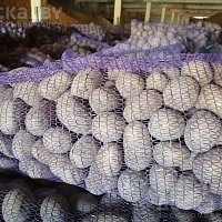 Продам картофель продовольственный калибра 5+. Сорта: Королева Анна, Гала, Скарб и др. Картофель