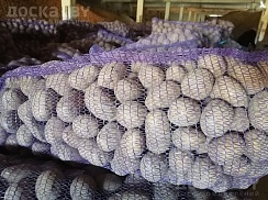 Продам картофель продовольственный калибра 5+. Сорта: Королева Анна, Гала, Скарб и др. Картофель