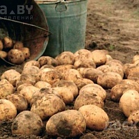 Продается домашняя картошка урожай 2022 года Гомель район Якубовки . Цена 1.20 за кг бесплатная
