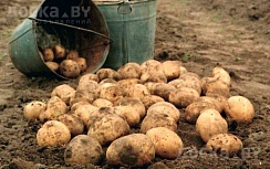 Продается домашняя картошка урожай 2022 года Гомель район Якубовки . Цена 1.20 за кг бесплатная