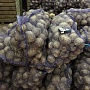 Продам излишки своего картофеля. сорт"Бриз" (очень вкусный) разваристый ярко желтый в разрезе.