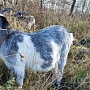 Продаю молодую козу тогенбургской породы возраста 10 месяцев. Цена за козочки 150 рублей. Высоки