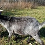 Продаётся козел тогенбурец: 8-месячный здоровый ухоженный козёл, высокая молочная наследственнос