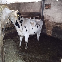 Закупаем Быков, Коров, Лошадей, Телок, Живым и убойным весом , приедем в любое удобное для вас в