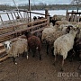 Продам овец, котных овец, ягнят и баранов. Разная порода и разный возраст. (Можно оптом). Цены у