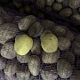 Продам картофель собственного производства. Сорт "Коломбо". Шкурка желтого цвета, в разрезе крем