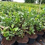 Продаём саженцы голубики садовой (микроклонального размножения растений in vitro) разных сортов.