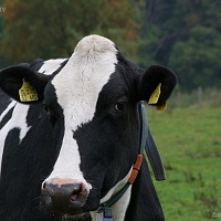 Купим по очень хорошей цене быков, коров, телят от 50 до 100 кг. Очень дорого. Работаем с частни