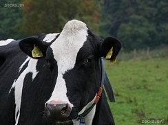 Купим по очень хорошей цене быков, коров, телят от 50 до 100 кг. Очень дорого. Работаем с частни