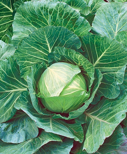 Капуста