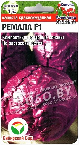 Семена краснокочанной капусты