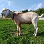 Продаётся англо-нубийский 92, 5% козёл по кличке Персей (Фото 1-7). Продаётся дешевле, чем пок